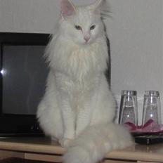 Tyrkisk Angora Calypso de la Mer de Marm