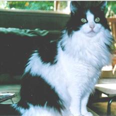 Tyrkisk Angora Soyadi's Aylin
