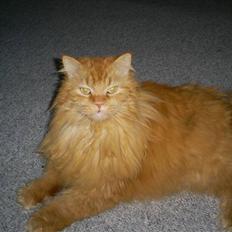 Blanding af racer Simba *2001-2010*