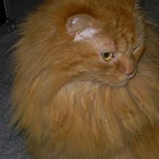 Blanding af racer Simba *2001-2010*