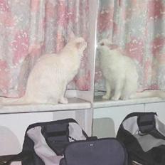 Tyrkisk Angora Soyadi's Ceres