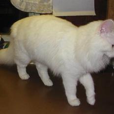 Tyrkisk Angora Calypso de la Mer de Marm
