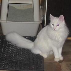 Tyrkisk Angora Calypso de la Mer de Marm