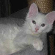 Tyrkisk Angora Soyadi's Bakir