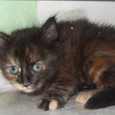 Tyrkisk Angora Fast Paws Igim