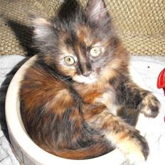 Tyrkisk Angora Fast Paws Igim