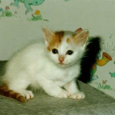 Tyrkisk Van Asturia's Nala