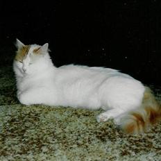 Tyrkisk Van Asturia's Nala