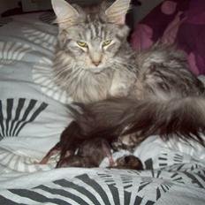 Maine Coon DK Zain Marquis´s Dodo