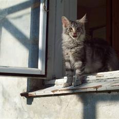 Maine Coon DK Zain Marquis´s Dodo