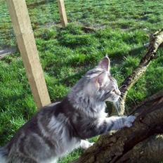 Maine Coon DK Zain Marquis´s Dodo