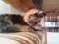 Maine Coon Scarlet