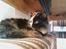Maine Coon Scarlet