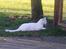 Huskat Lille Skid