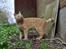 Huskat Puma