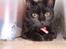 Huskat Puma † R.I.P † - Ligger under Louies seng (: