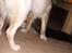 Huskat Puma † R.I.P † - Leger med Louises hund Jazmin 