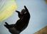 Huskat Puma † R.I.P † - Hygge sover inde i stuen