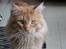 Maine Coon tiger