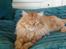 Maine Coon tiger