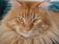 Maine Coon tiger