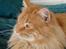Maine Coon tiger