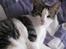 Huskat Felina(Y)<3