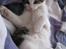 Huskat Felina(Y)<3