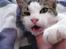 Huskat Felina(Y)<3