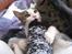 Huskat Felina(Y)<3
