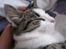 Huskat Felina(Y)<3