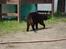 Huskat Black Jack <3 R.I.P.