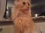 Blanding af racer Bella (P) 