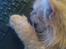 Blanding af racer Bella (P) 