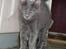 Maine Coon Buller R.I.P mors baby