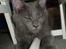 Maine Coon Buller R.I.P mors baby