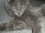 Maine Coon Buller R.I.P mors baby