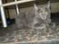 Maine Coon Buller R.I.P mors baby