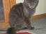 Maine Coon Buller R.I.P mors baby
