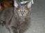 Maine Coon Buller R.I.P mors baby