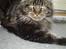 Maine Coon Sylvester