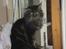 Maine Coon Sylvester