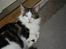 Maine Coon R.I.P smukke Basse
