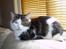 Maine Coon R.I.P smukke Basse