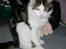 Maine Coon R.I.P smukke Basse