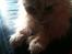 Blanding af racer Bella (P) 