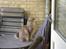 Maine Coon Ziggi  /u. stamtavle