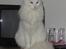 Tyrkisk Angora Calypso de la Mer de Marm