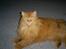 Blanding af racer Simba *2001-2010* - Velkommen til min profil:)