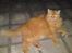 Blanding af racer Simba *2001-2010*
